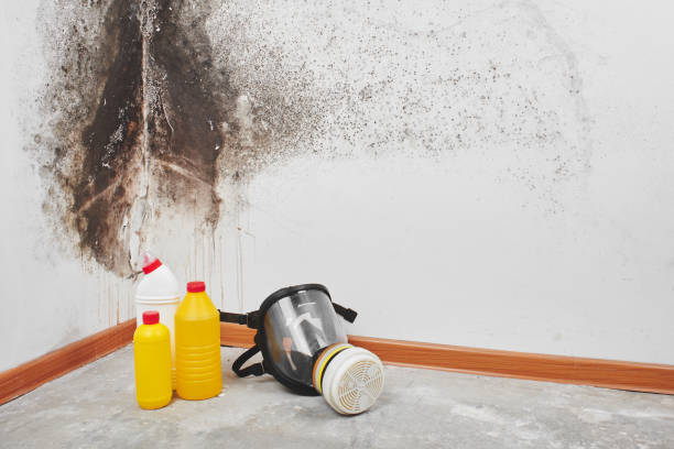 Best Mold Removal Company Near Me  in Fenton, MI