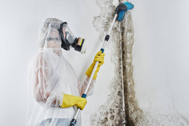 Best Affordable Mold Removal  in Fenton, MI