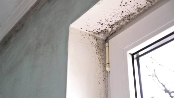 Best Emergency Mold Removal  in Fenton, MI