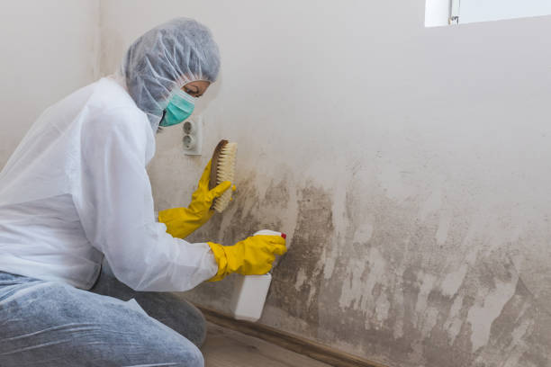 Best Mold Damage Repair  in Fenton, MI