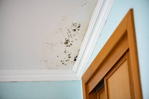 Professional Mold Removal in Fenton, MI