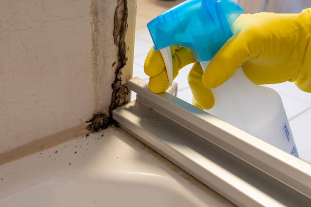 Mold Removal and Inspection in Fenton, MI