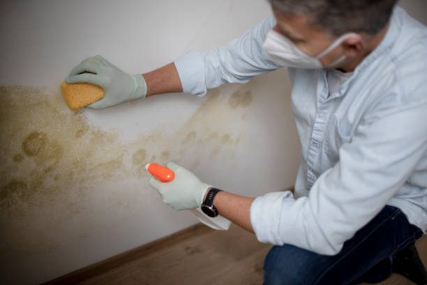 Best Fast Mold Removal  in Fenton, MI