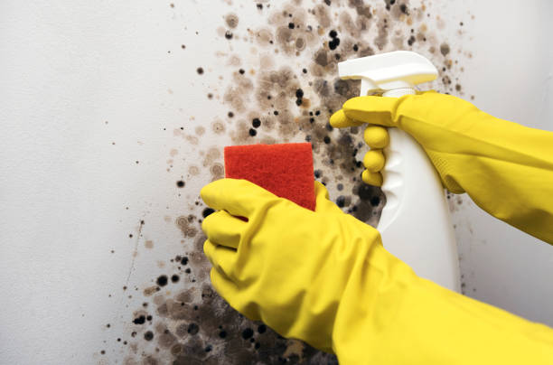 Best Mold Removal and Inspection  in Fenton, MI