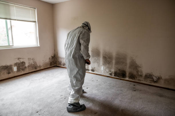 Best Mold Damage Repair  in Fenton, MI