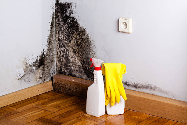 Best Crawl Space Mold Removal  in Fenton, MI