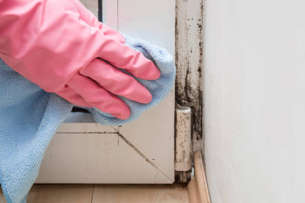 Home Mold Removal in Fenton, MI